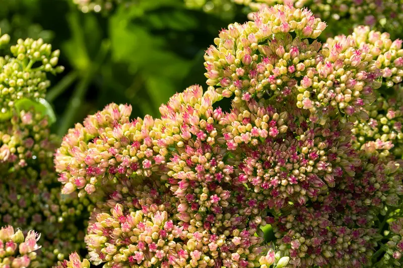 sedum spect. 'carmen' P9 - afbeelding 3