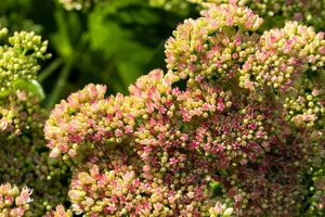 sedum spect. 'carmen' P9 - afbeelding 3