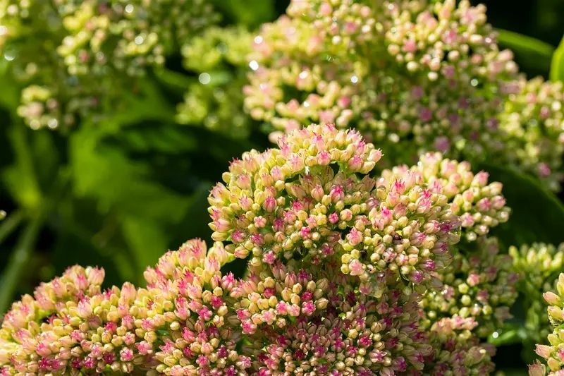 sedum spect. 'carmen' P9 - afbeelding 4