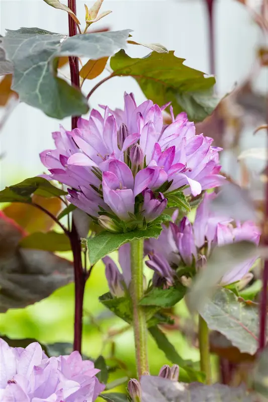 campanula glom. 'caroline' P9 - afbeelding 3