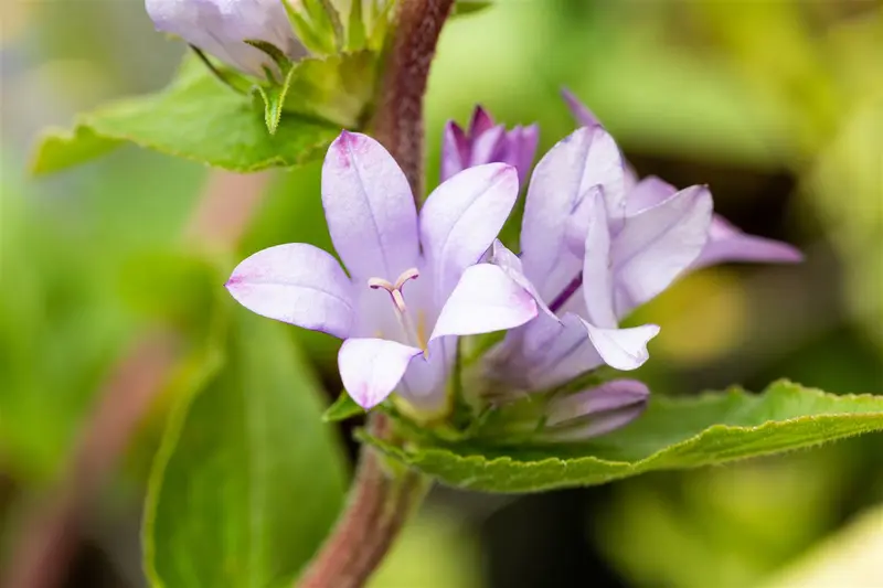 campanula glom. 'caroline' P9 - afbeelding 1