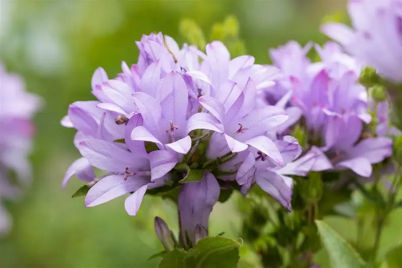 campanula glom. 'caroline' P9 - afbeelding 4