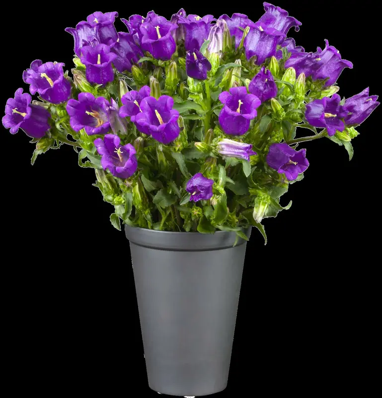 campanula carpatica P9 - afbeelding 4