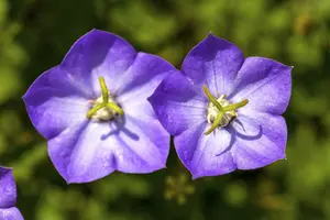 campanula carpatica P9 - afbeelding 1