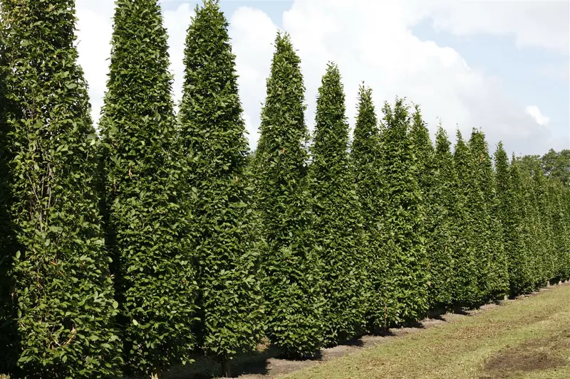 carpinus bet. 'fastigiata' (160-180 cm) - afbeelding 2