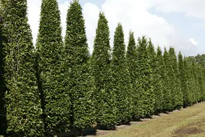 carpinus bet. 'fastigiata' (160-180 cm) - afbeelding 2