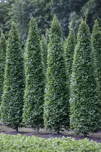 carpinus bet. 'fastigiata' (200-250 cm) - afbeelding 1