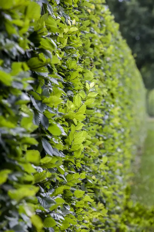 carpinus bet. 'frans fontaine' 18/20 - afbeelding 2