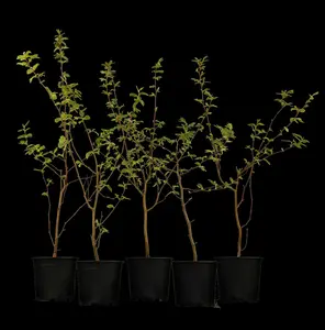 carpinus betulus 12/14 - afbeelding 3