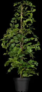 carpinus betulus 14/16 - afbeelding 4