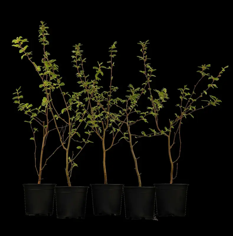 carpinus betulus 20/25 - afbeelding 3