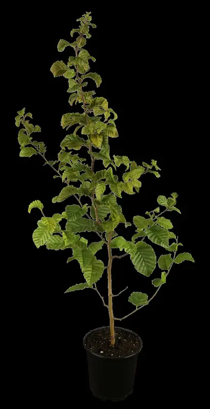 carpinus betulus 20/25 DKL KUBUS - afbeelding 1