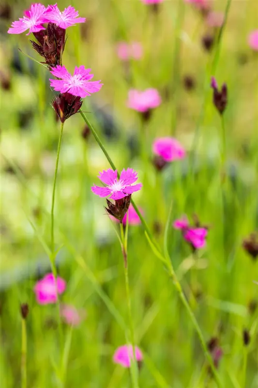 dianthus carthusianorum P11 - afbeelding 3