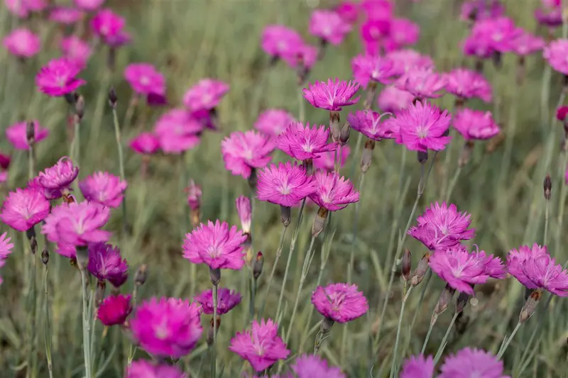 dianthus carthusianorum P11 - afbeelding 1