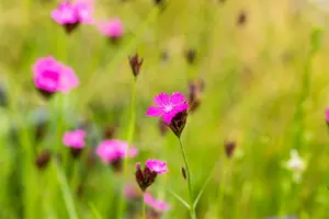 dianthus carthusianorum P11 - afbeelding 2