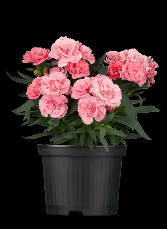 dianthus caryophyllus P9 - afbeelding 2