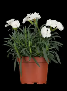 dianthus caryophyllus P9 - afbeelding 1