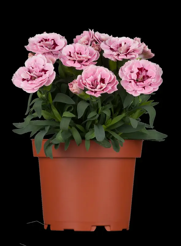 dianthus caryophyllus P9 - afbeelding 3