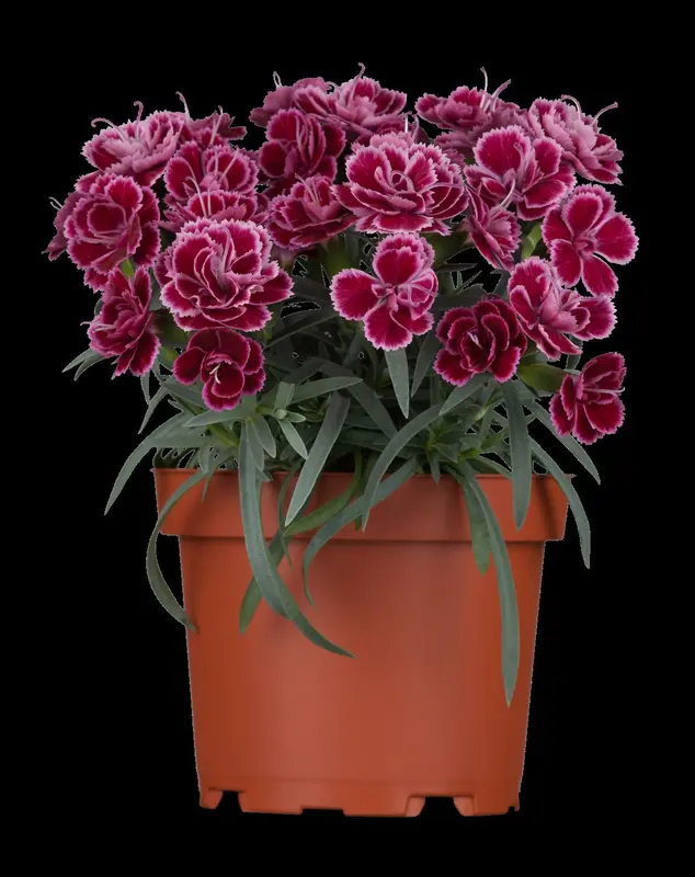 dianthus caryophyllus P9 - afbeelding 5