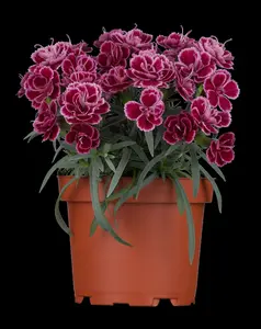 dianthus caryophyllus P9 - afbeelding 5