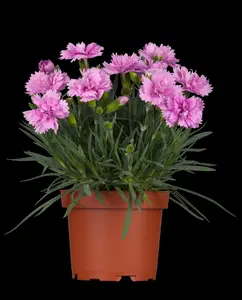 dianthus caryophyllus P9 - afbeelding 4