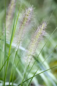 pennisetum alop. 'cassian' P9 - afbeelding 2