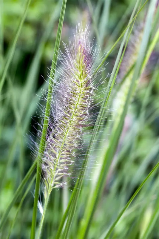 pennisetum alop. 'cassian' P9 - afbeelding 3