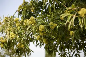 castanea sativa 14/16 - afbeelding 3