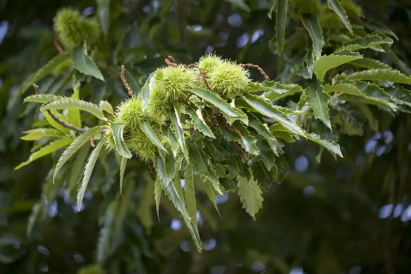 castanea sativa 6/8 C18 - afbeelding 1