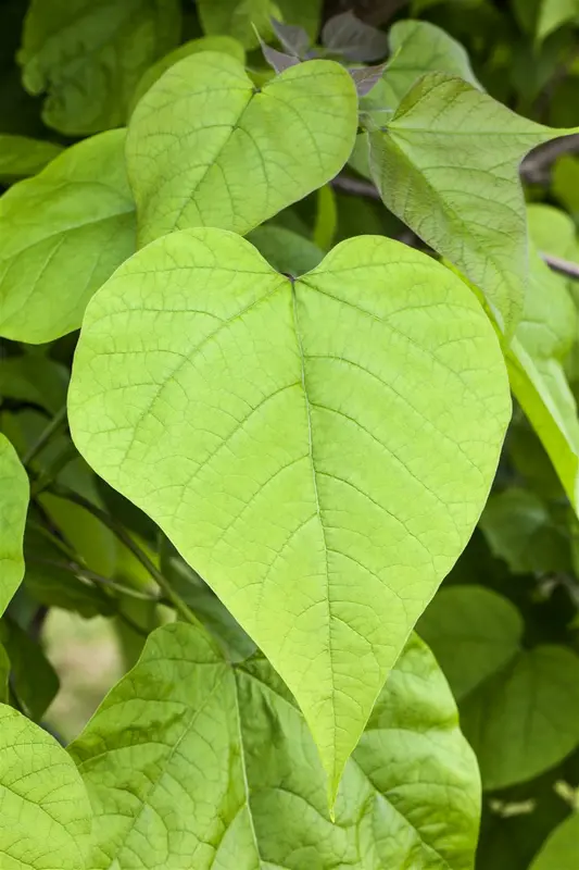 catalpa bign. 'nana' ('bungei') - afbeelding 3