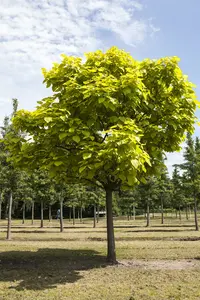 catalpa bignonioides 10/12 - afbeelding 4