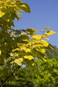 catalpa bignonioides 10/12 - afbeelding 5