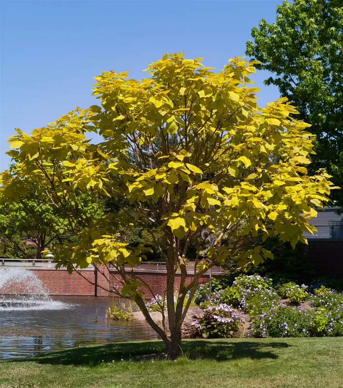 catalpa bignonioides 10/12 - afbeelding 2