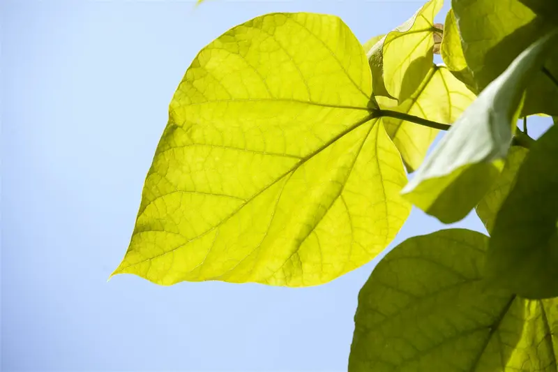 catalpa bignonioides 10/12 - afbeelding 3