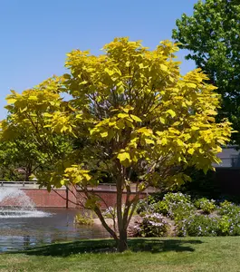 catalpa bignonioides 10/12 C25 - afbeelding 2