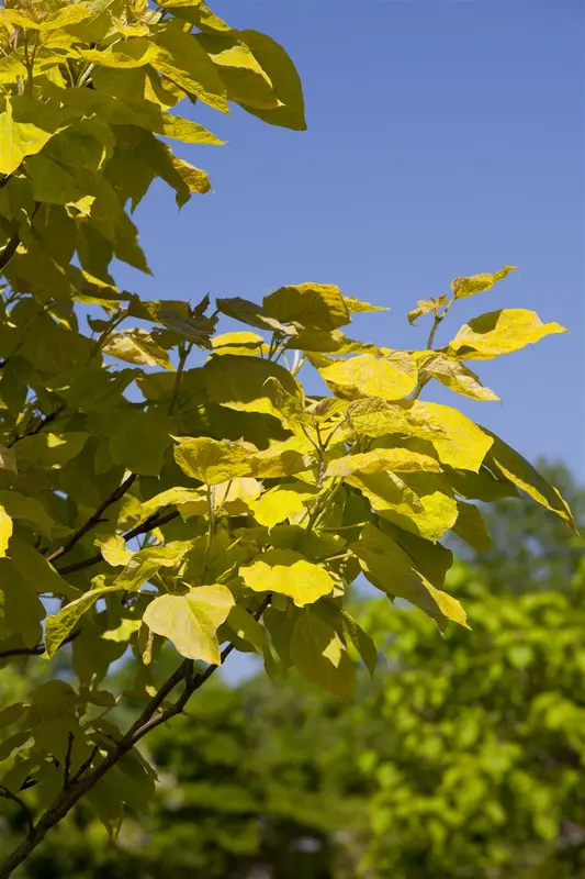 catalpa bignonioides 8/10 - afbeelding 5