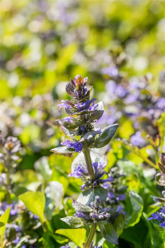 ajuga reptans 'catlin's giant' P11 - afbeelding 1