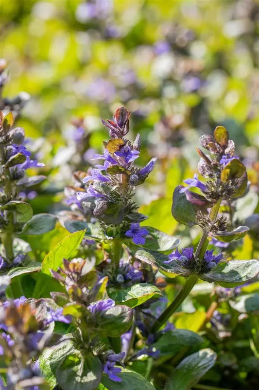 ajuga reptans 'catlin's giant' P11 - afbeelding 2