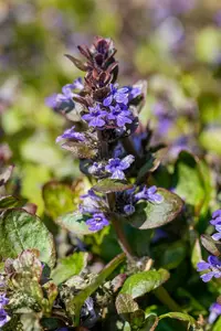 ajuga reptans 'catlin's giant' P11 - afbeelding 4