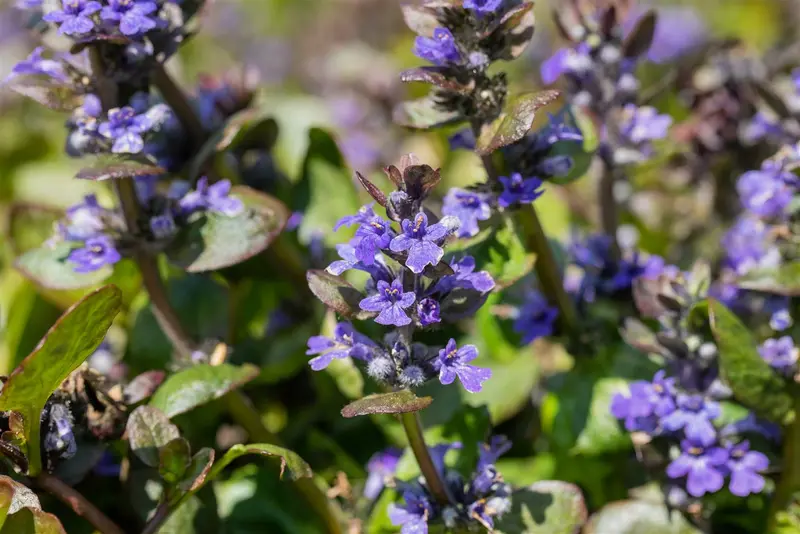 ajuga reptans 'catlin's giant' P11 - afbeelding 3