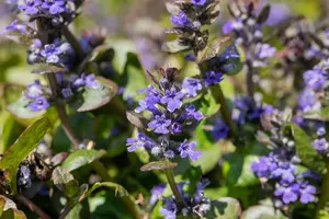 ajuga reptans 'catlin's giant' P10.5 - afbeelding 3