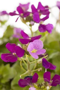 arabis caucasica P11 - afbeelding 1