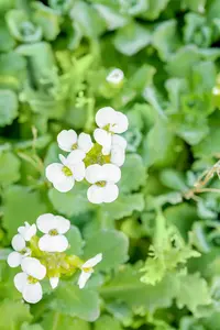 arabis caucasica P11 - afbeelding 2