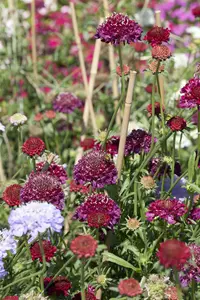 scabiosa caucasica P11 - afbeelding 4