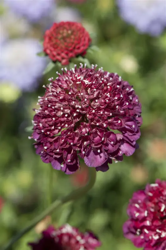 scabiosa caucasica P11 - afbeelding 5