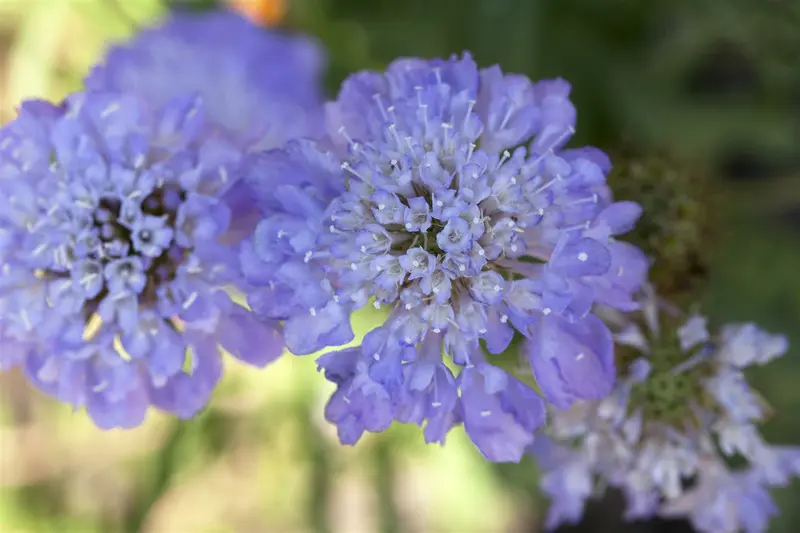 scabiosa caucasica P11 - afbeelding 1