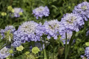 scabiosa caucasica P11 - afbeelding 2