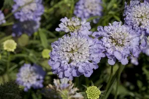 scabiosa caucasica P11 - afbeelding 3