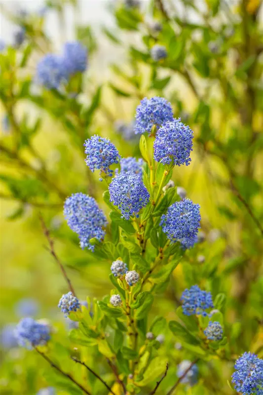 ceanothus impr. 'victoria' (80-100 cm) - afbeelding 3