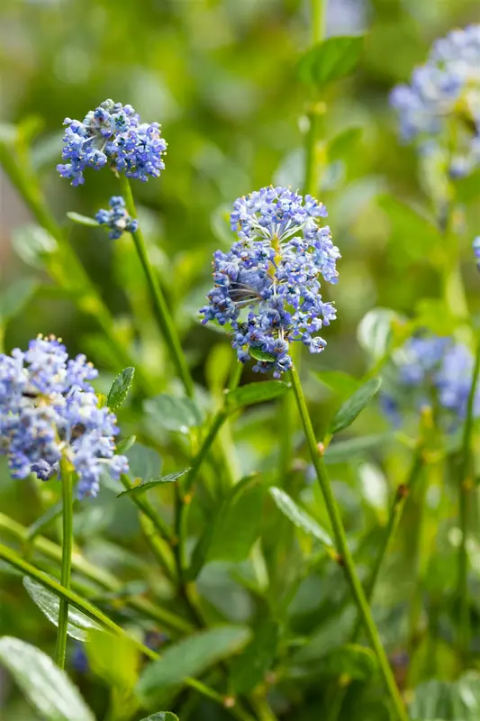 ceanothus impr. 'victoria' (80-100 cm) - afbeelding 5